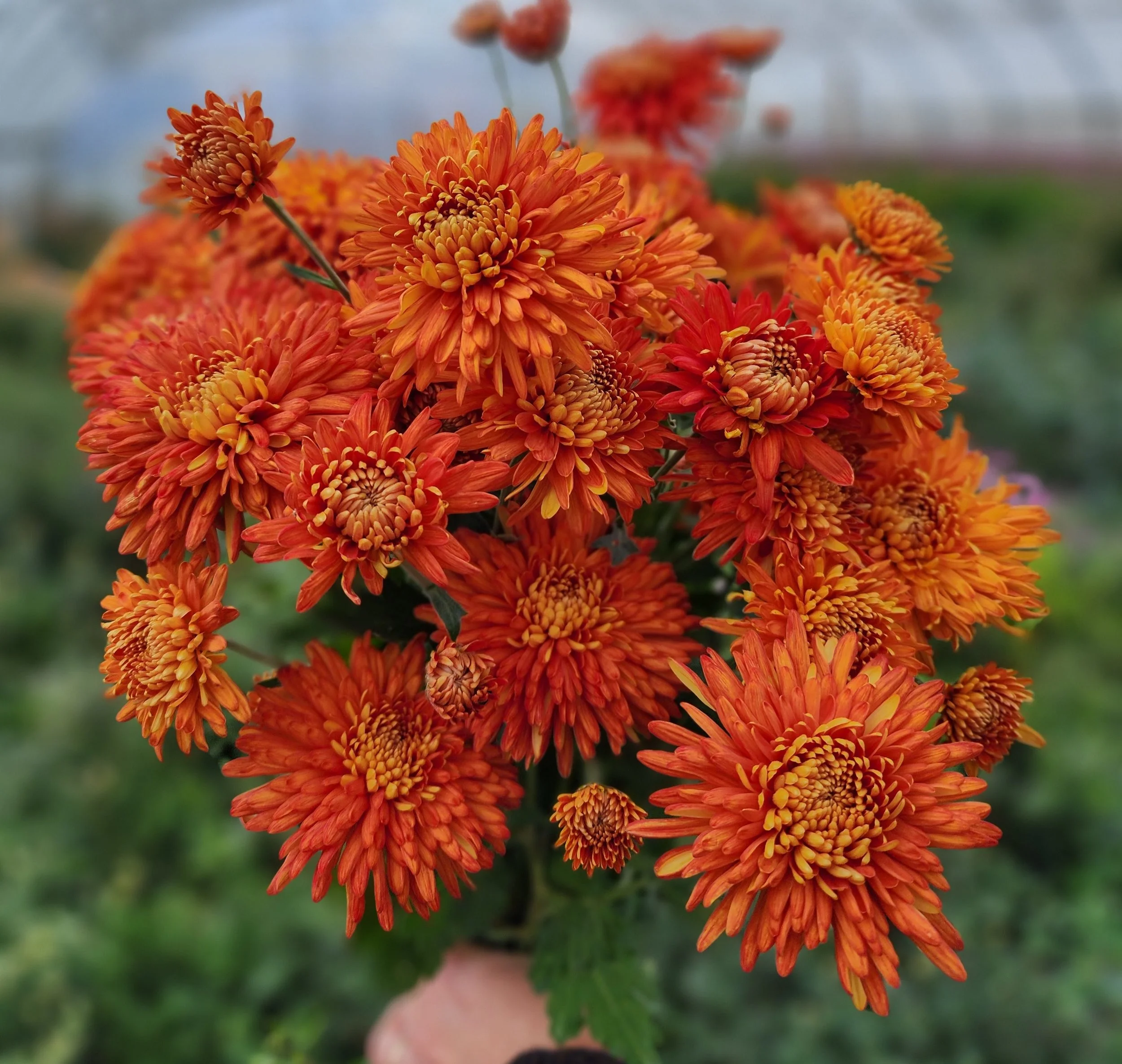 Paint Box Heirloom Chrysanthemum Rooted Cutting — Goose Creek Gardens